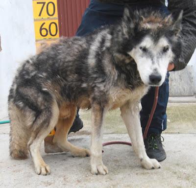 CASTRO Siberian Husky-13 años. ENCONTRADO EN UN ESTADO MAS QUE LAMENTABLE. NECESITA CASA DE ACOGIDA URGENTE.