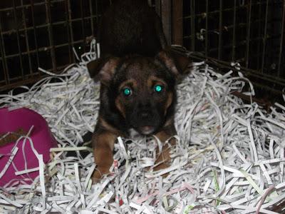 Elliot, cachorrito tamaño peque en adopción Refugio del Viento‏. (Murcia)