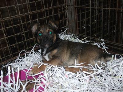 Elliot, cachorrito tamaño peque en adopción Refugio del Viento‏. (Murcia)