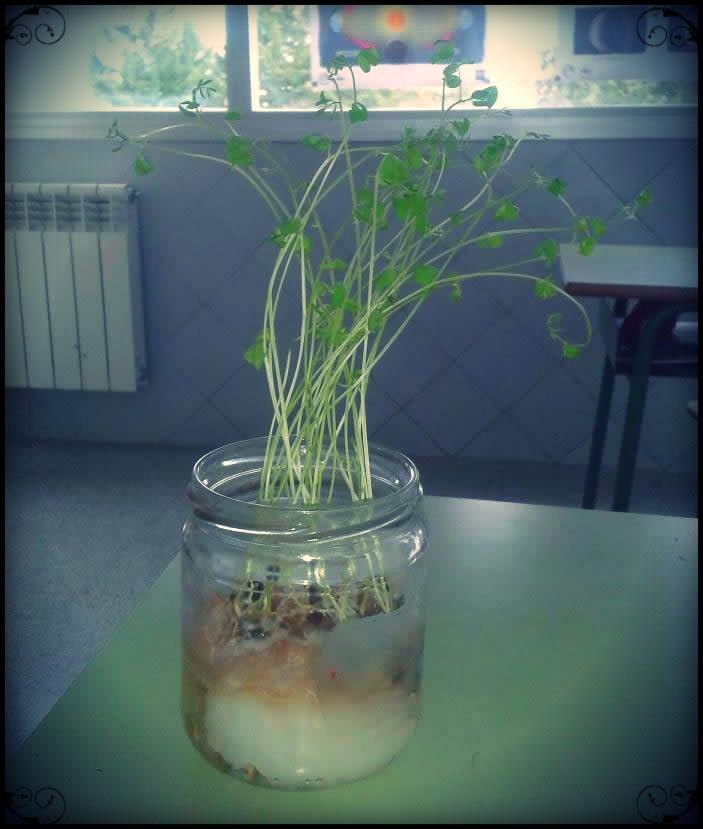 13 tips para una ”mayor felicidad”.. y el tuyo, 14… lentejas+germinados+natura+melilla