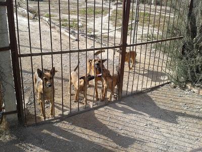 Cachorros de pastor en peligro. (Murcia)‏