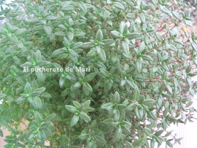 GALLETAS DE QUESO Y TOMILLO LIMÓN GALLETAS DE QUESO Y TOMILLO LIMÓN