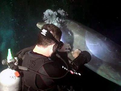 Delfín pide ayuda a un buzo para liberarse de anzuelo