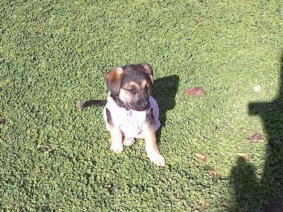 Cachorrita de pastor alemán en adopción. Cachorrita de pastor alemán en adopción.
