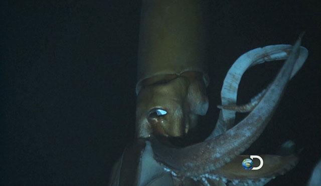 calamar gigante Discovery Channel calamar gigante Discovery Channel