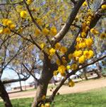 Espinillo, árbol medicinal con grandes espinas