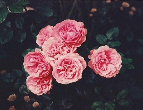 Un viernes de cine diferente… The Deep Blue Sea Un viernes de cine diferente… The Deep Blue Sea