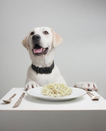 Una dieta rica en almidón convirtió al perro en el mejor amigo del hombre