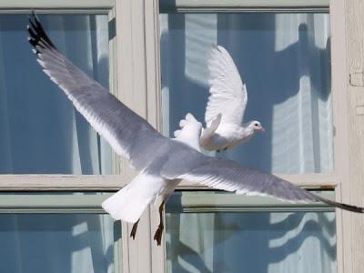 gaviota ataca paloma de la paz