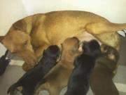 URGENTISIMO: PODENCA CON CACHORROS, LA MATAN!!!! AYUDA!! Esta en Montilla-Cordoba. URGENTISIMO: PODENCA CON CACHORROS, LA MATAN!!!! AYUDA!! Esta en Montilla-Cordoba.