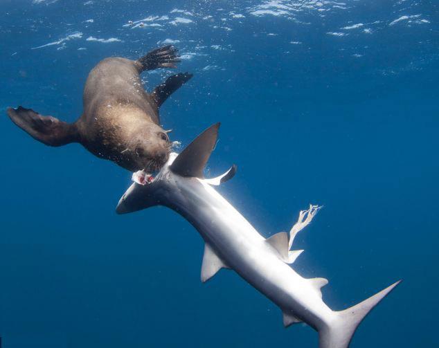 foca se come un tiburón