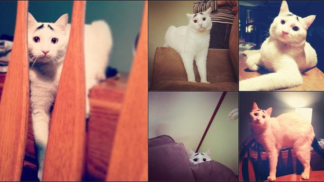 Fotos del gato con cejas de Instagram gato con cejas