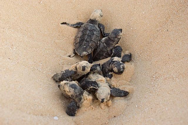 eclosión de tortugas marinas