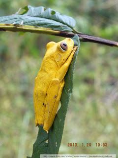 Imágenes de la Ranita Amarilla en peligro de extinción (tomadas en Ciudad Guayana)