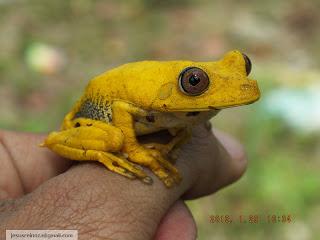 Imágenes de la Ranita Amarilla en peligro de extinción (tomadas en Ciudad Guayana)