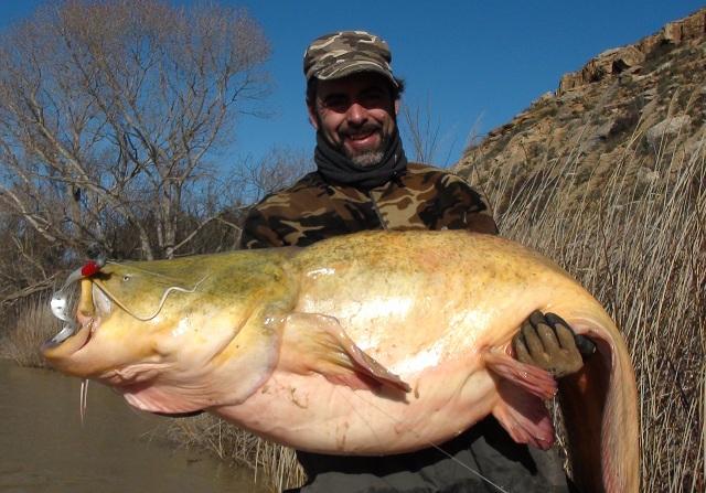 GUIA DE PESCA DEL SILURO GUIA DE PESCA DEL SILURO PESCA DE SILUROS AL LANZADO 2013
