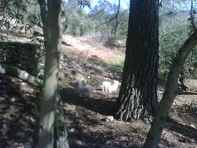 Cachorritos, totalmente blancos y con ojos azules, abandonados en la Sierra de Cazorla (Jaén)