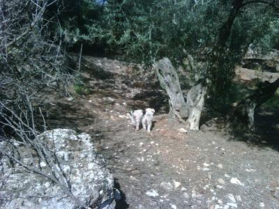 Cachorritos, totalmente blancos y con ojos azules, abandonados en la Sierra de Cazorla (Jaén)