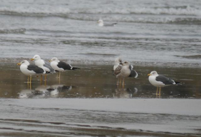 Crónicas de gaviotas: gaviotas invernantes