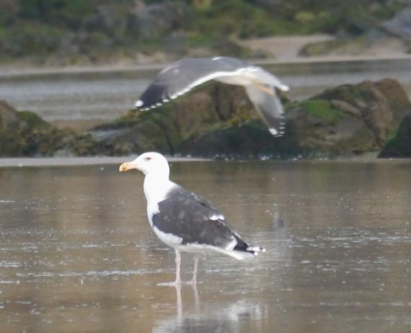 Crónicas de gaviotas: gaviotas invernantes