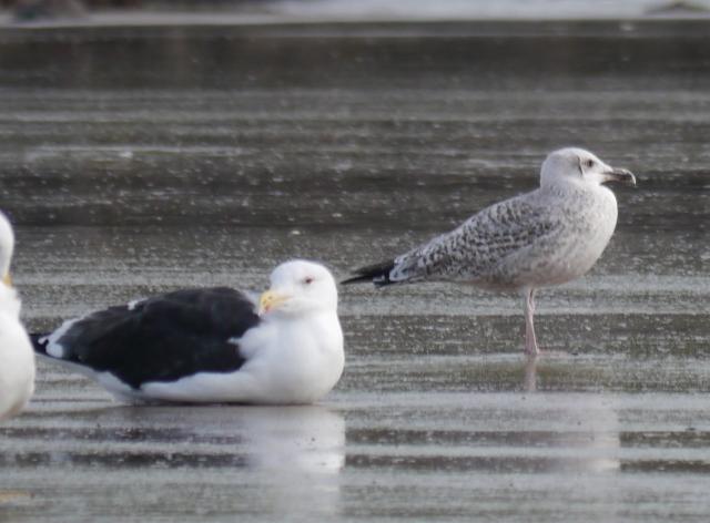 Crónicas de gaviotas: gaviotas invernantes