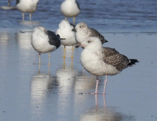 Crónicas de gaviotas: gaviotas invernantes