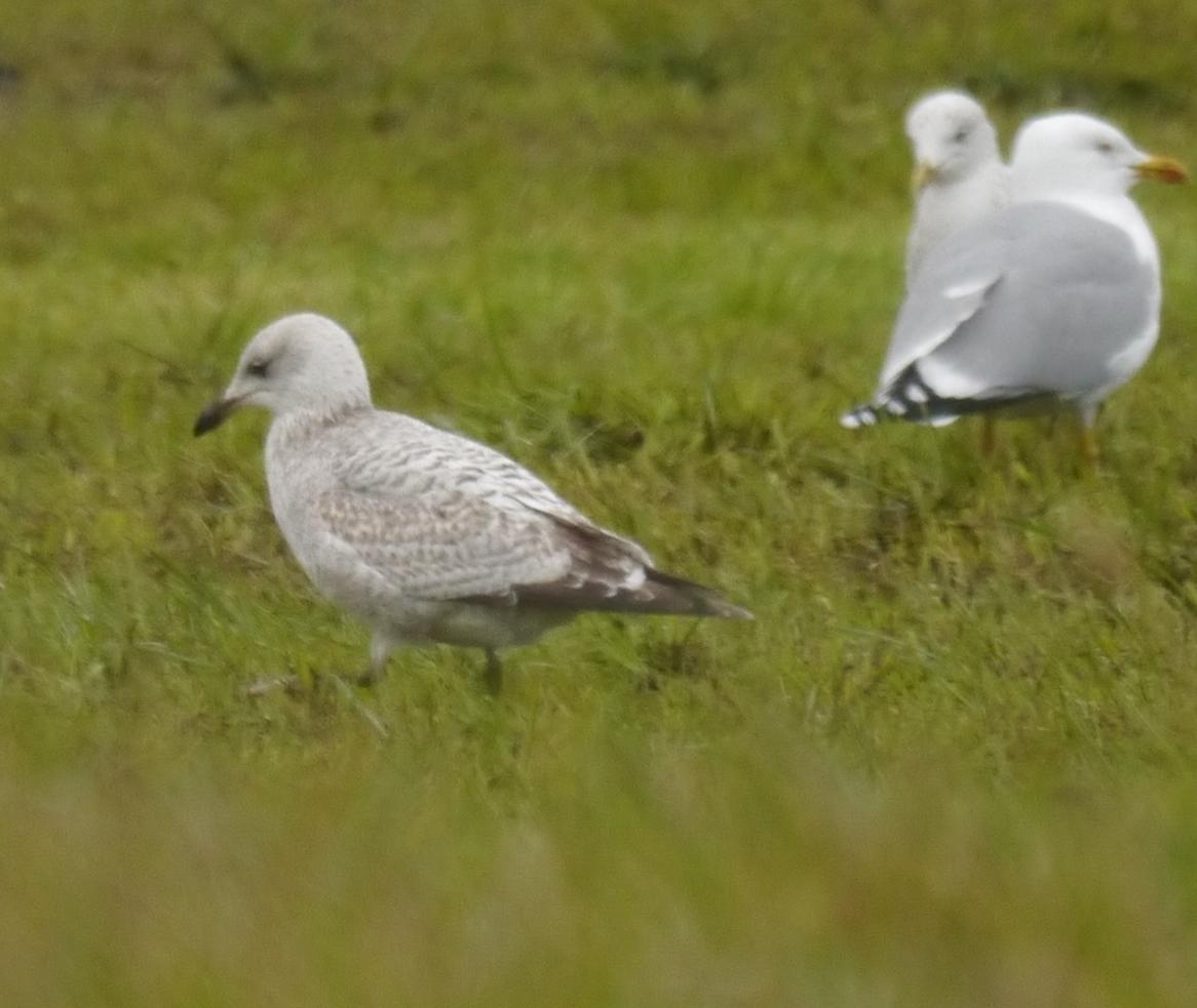 Crónicas de gaviotas: gaviotas invernantes