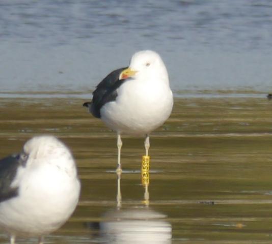 Crónicas de gaviotas: gaviotas invernantes