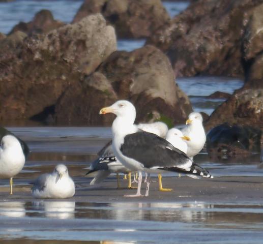 Crónicas de gaviotas: gaviotas invernantes