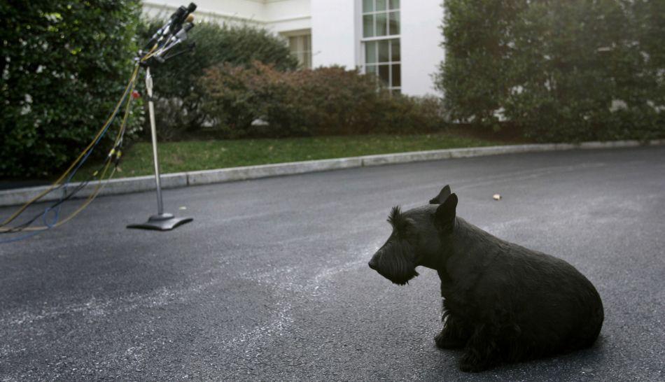 muere Barney, el perro de Bush