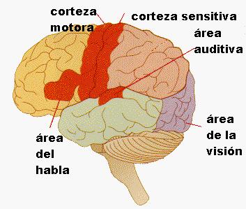 La visión Ciega I. El Señor J. Existen en nuestra corteza zonas encargadas de recibir e interpretar los estímulos, es la corteza sensitiva. Adaptada de www.furman.edu