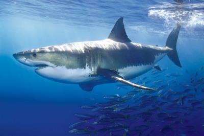 Ataques de tiburón y medidas en Australia