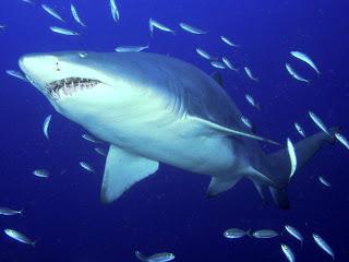 Ataques de tiburón y medidas en Australia