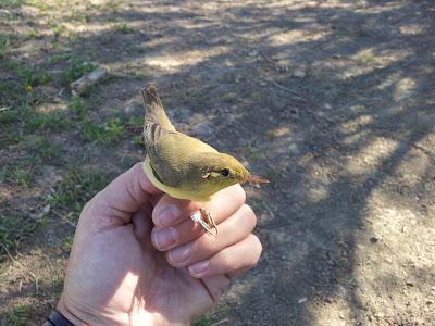La migración nos trae nuevos viajeros... -- 17/04/12 La migración nos trae nuevos viajeros... -- 17/04/12
