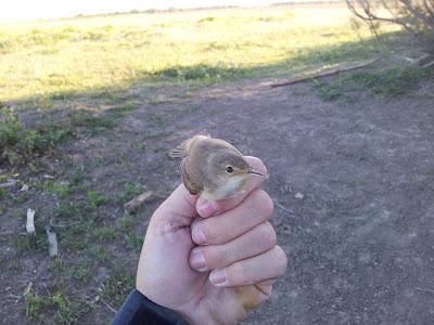 La migración nos trae nuevos viajeros... -- 17/04/12 La migración nos trae nuevos viajeros... -- 17/04/12