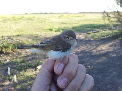 La migración nos trae nuevos viajeros... -- 17/04/12 La migración nos trae nuevos viajeros... -- 17/04/12
