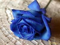 Reseña - Rosas Azules - Lorena Pacheco Fiérrez Reseña - Rosas Azules - Lorena Pacheco Fiérrez