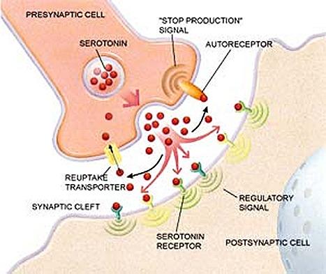 La serotonina en la depresion La serotonina en la depresion