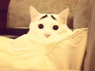 El gato con cejas que es furor en las redes Sam el gato con cejas negras