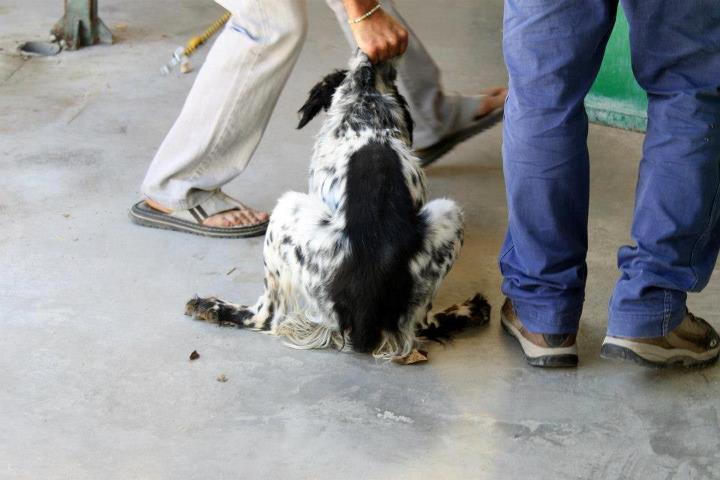 Será legal … pero también inmoral Foto: Será legal … pero también inmoral Cada día nos llegan difusiones de galgos, podencos, bretones, bracos, pointers abandonados en las perreras, cesiones de sus dueños …. final de temporada de caza, en boca de trabajadores de algunas perreras , el peor momento del año Muchos cazadores se esconden en la legalidad de su acción …. será legal abandonar a tu compañero sin importarte de que dejas firmada una sentencia de muerte que en demasiados casos se llevará a cabo Será legal dejarlos con sus cuerpos escuálidos , temblando de miedo Si, será legal meterlos en esa jaula arrastrándolos por el collar o por sus patas delanteras Será legal que te alejes sin mirar atrás , aun oyendo sus llantos y ladridos desesperados Será legal … pero tb inmoral que después te llenes la boca al decir que nadie quiere a sus perros como los cazadores, como los galgueros No los queréis, simplemente los utilizáis y cuando dejan de ser útiles, los cambiáis, como el que cambia una herramienta que se ha roto (La foto es del abandono de 4 setter por un cazador en Etxauri)