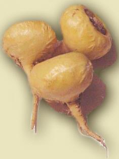 ANTIDEPRESICO Y ESTIMULA EL SISTEMA INMUNE ENTRE OTRAS INTERESANTES CUALIDADES: LA MACA ANTIDEPRESICO Y ESTIMULA EL SISTEMA INMUNE ENTRE OTRAS INTERESANTES CUALIDADES: LA MACA