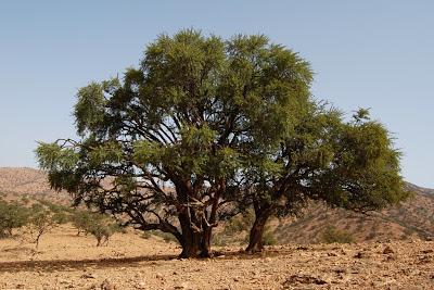 El Árbol Argán, Marruecos