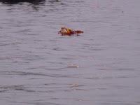 Día 15. Un antes y un después en el Ganges!! Día 15. Un antes y un después en el Ganges!!