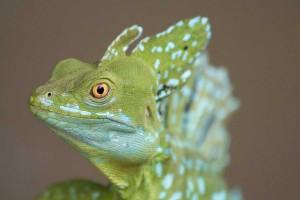 plumed basilisk