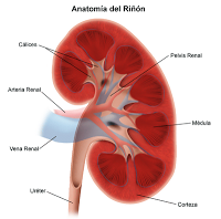 Que es el Absceso renal, qué síntomas produce el absceso renal y cuál es el diagnóstico del absceso renal