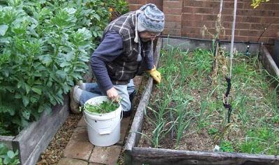Un huerto en invierno Un huerto de invierno