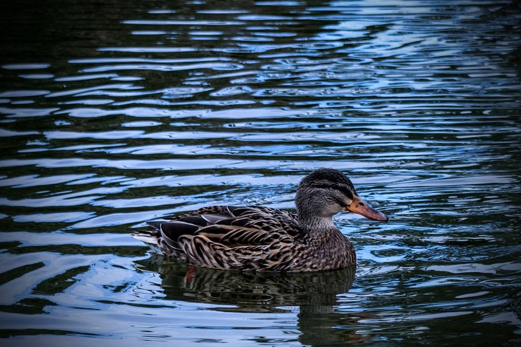 With the ducks With the ducks