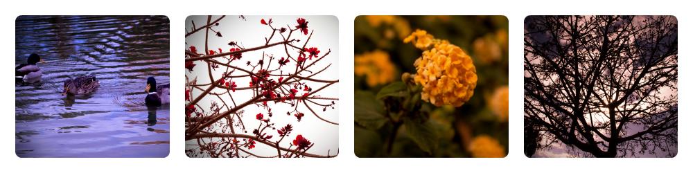 With the ducks With the ducks