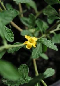 flor-de-damiana