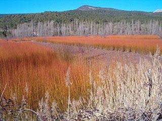 EL VIENTO EN LOS CAMPOS DE MIMBRE. ANA MARÍA MANCEDAEstoy...